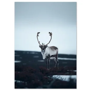 Animal wall art