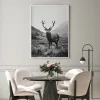 Animal poster prints