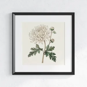 Graceful Chrysanthemum Floral wall art prints