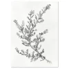 Botanical Sketch I Leaf large wall art