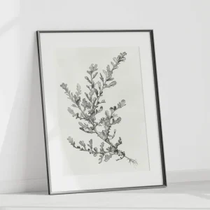 Botanical Sketch I Leaf wall art prints