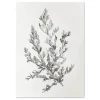 Botanical Sketch II Leaf large wall art