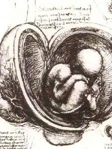 Leonardo da Vinci’s anatomical drawing of a foetus inside the womb