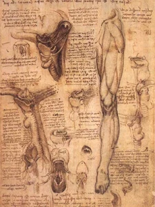 Leonardo da Vinci’s anatomical drawings of the human body